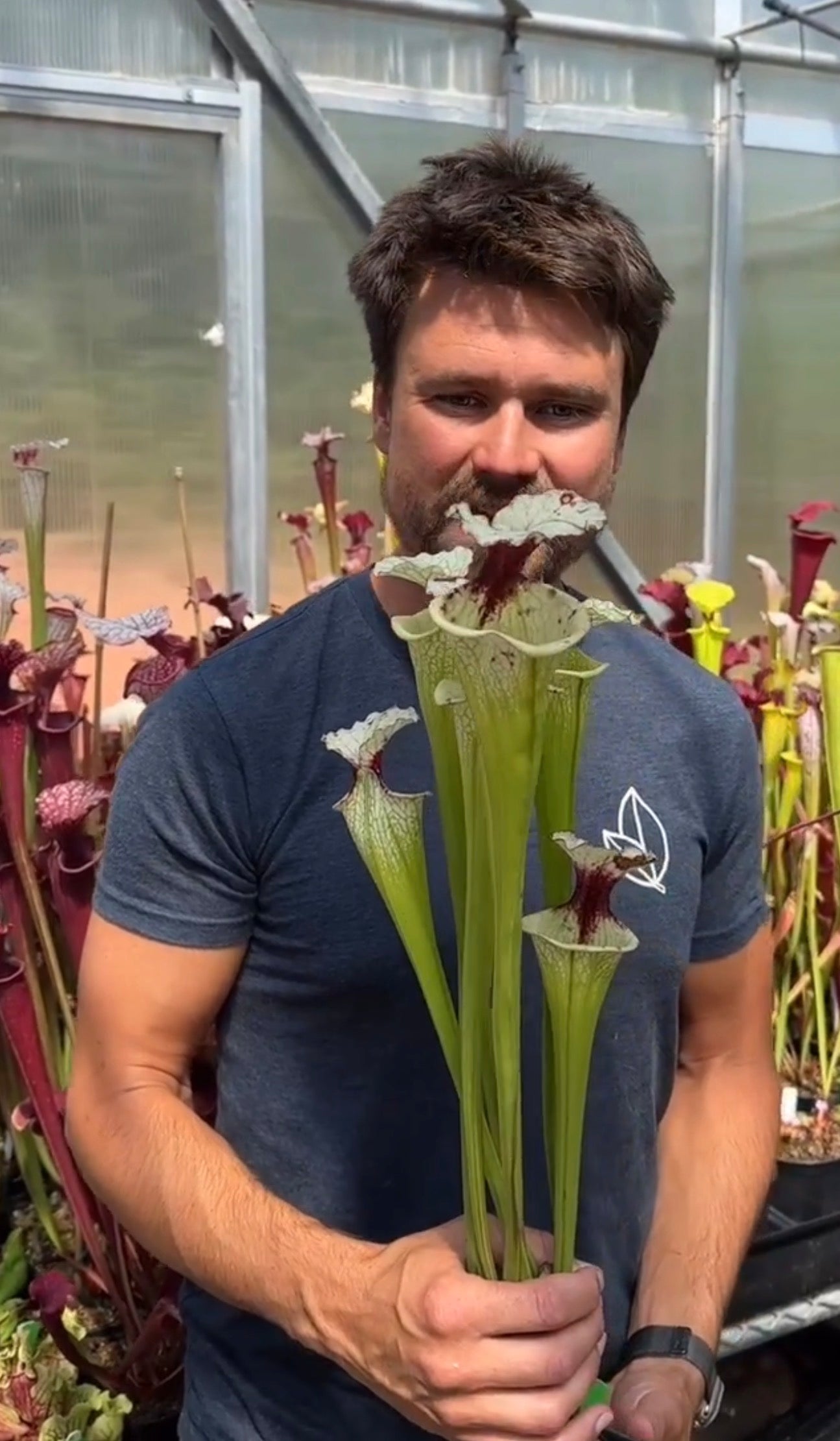 Sarracenia x White Slack (Shipped Bare-Root)