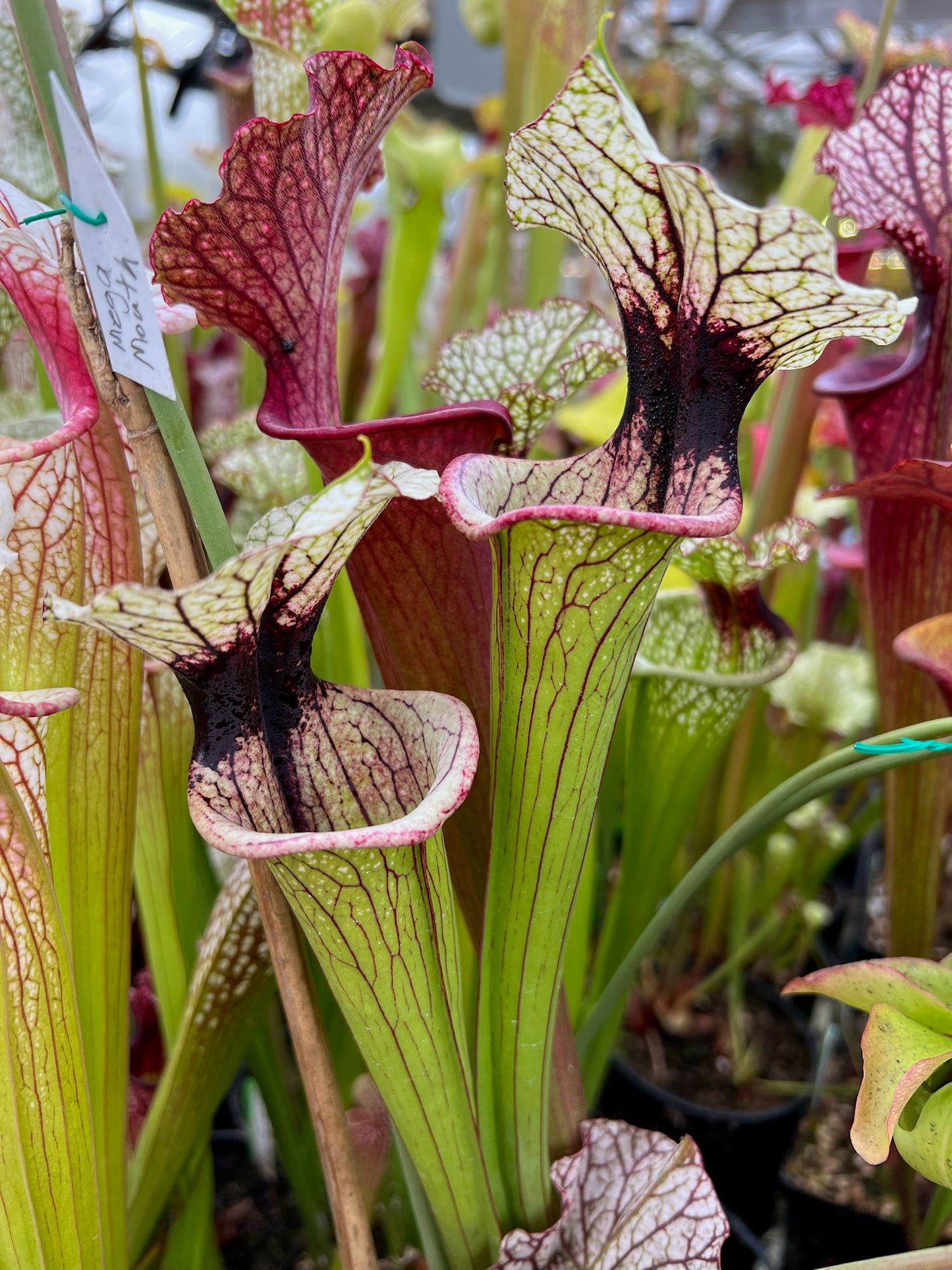 Sarracenia x White Walker (Shipped Bare-Root)