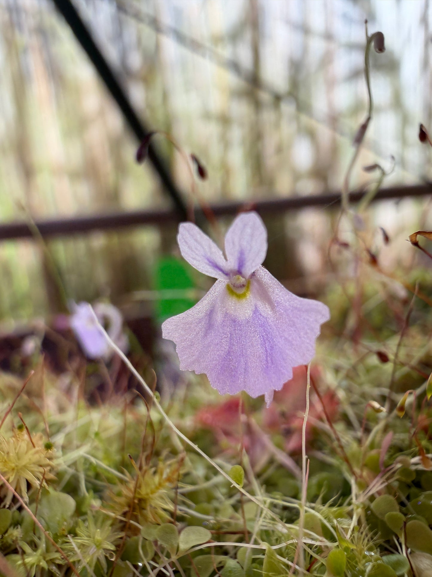 Utricularia sandersonii Blue Form