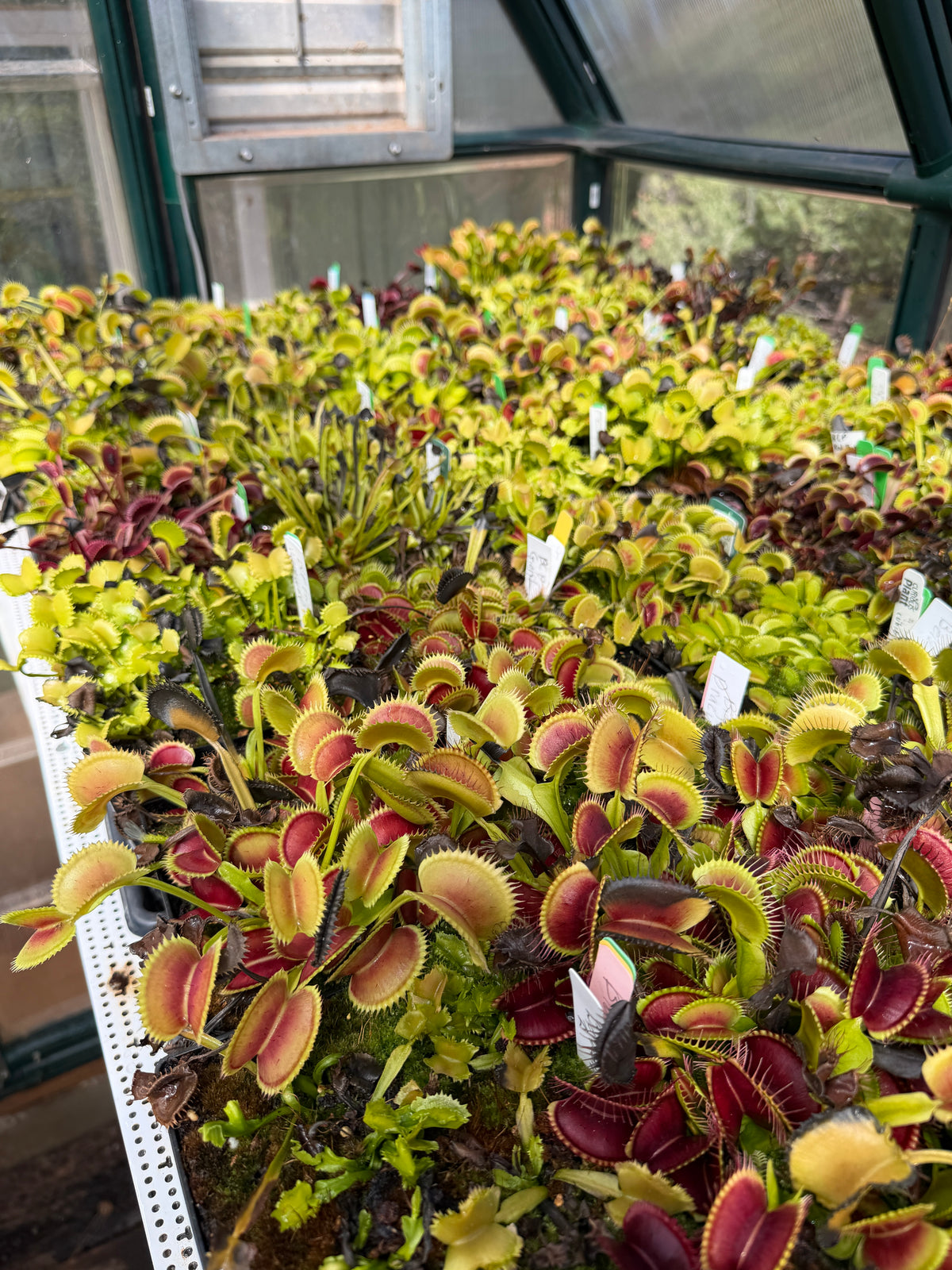 Venus flytrap mother plant used for the 2026 mixed seed