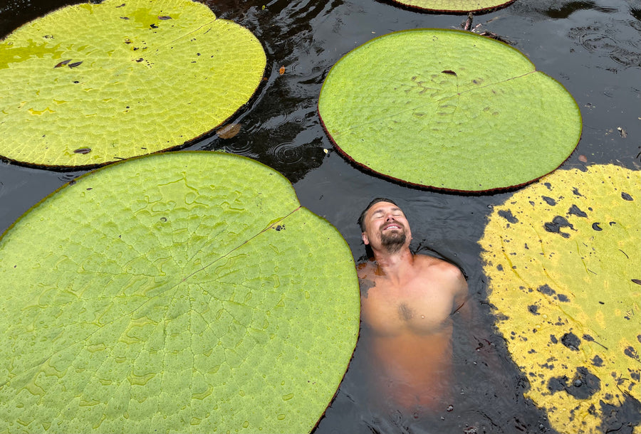 Jeremiah Harris swimming among giant waterlilies, Victoria colombiana, in Guainía, Colombia