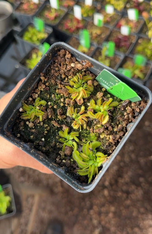 Dionaea muscipula Kleopatra — Jeremiah's Plants