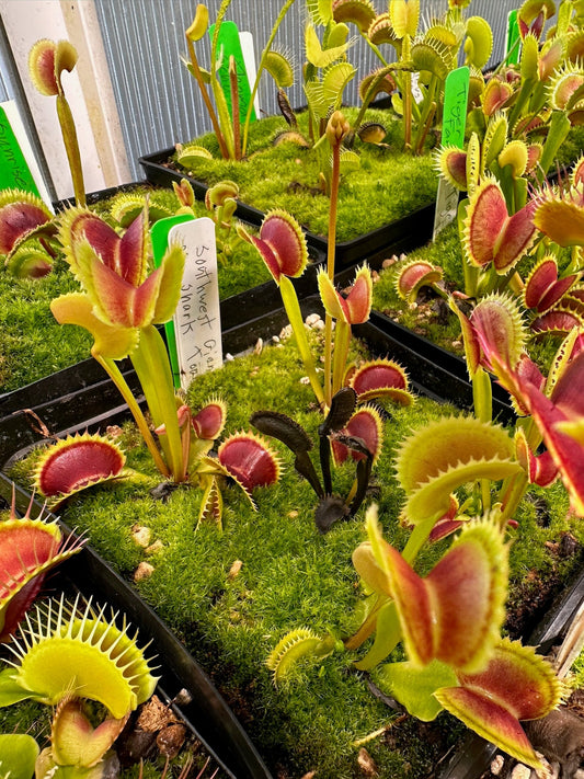 Dionaea muscipula SouthWest Giant x Shark Tooth — Jeremiah's Plants