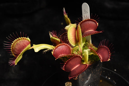 Dionaea muscipula A2 Clone — Jeremiah's Plants