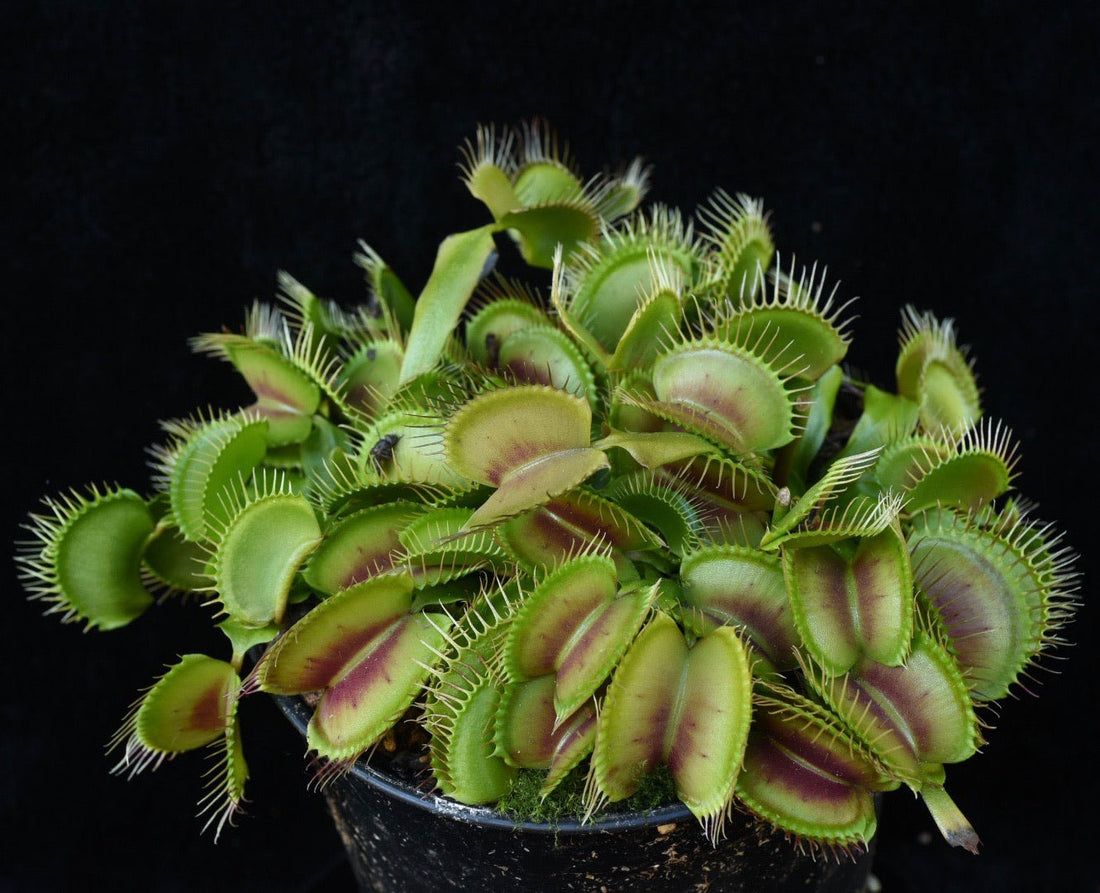 Dionaea muscipula B52 x Slack Giant — Jeremiah's Plants