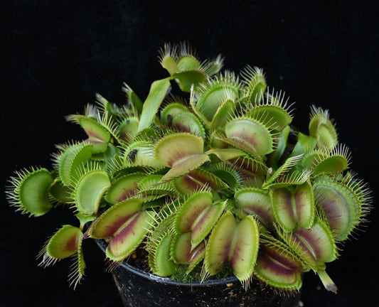 Dionaea muscipula B52 x Slack Giant — Jeremiah's Plants