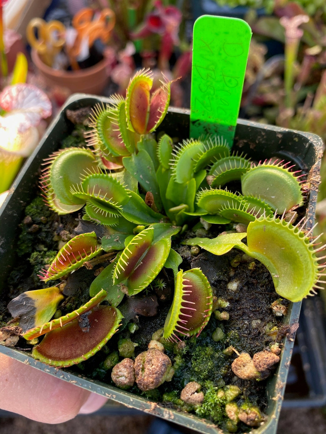 Dionaea muscipula Dracula x B52 — Jeremiah's Plants