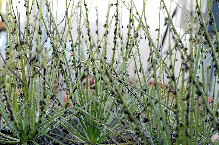 Will Carnivorous Plants Catch Pests?