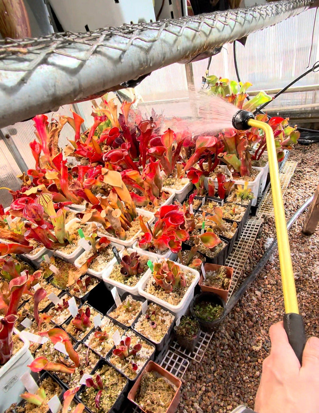 How to Water Carnivorous Plants Properly