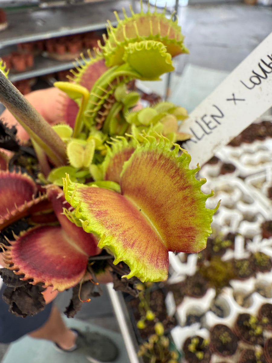 Venus flytraps at Valerio Guidolin's Diflora nursery in Italy