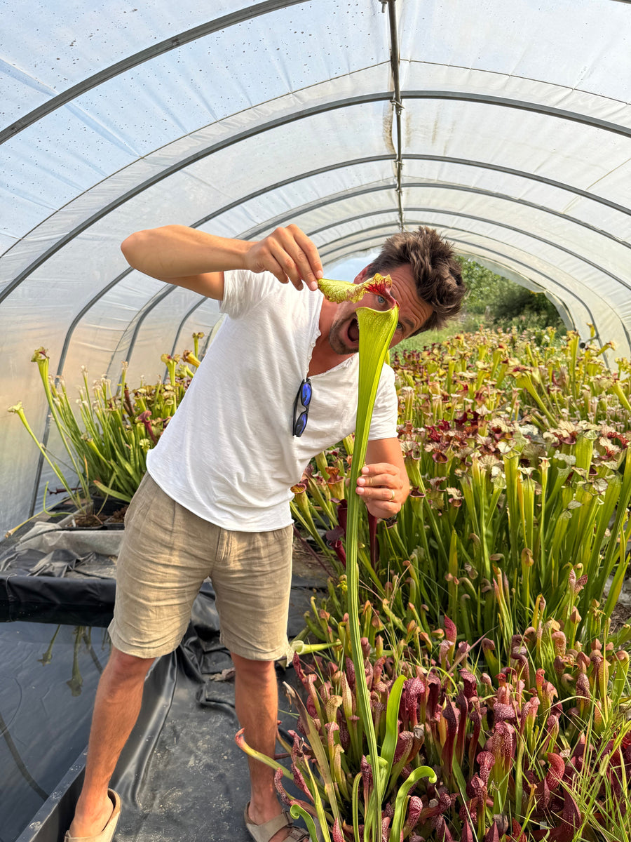 Alberto Bossi's Sarracenia La Gigantessa, the world's tallest Sarracenia