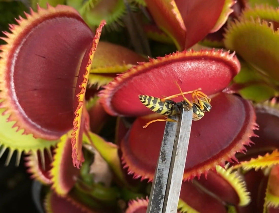 Can a Venus flytrap survive without bugs?