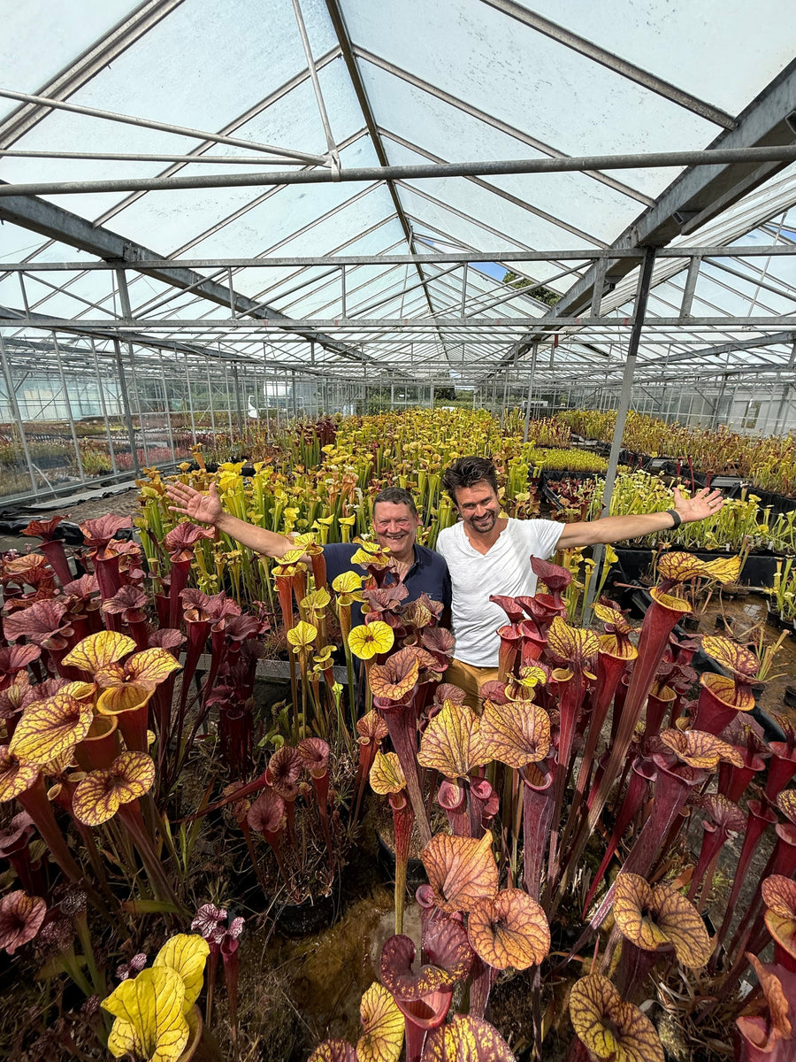 Sarracenia pitcher plants at Hampshire Carnivorous Plants, UK