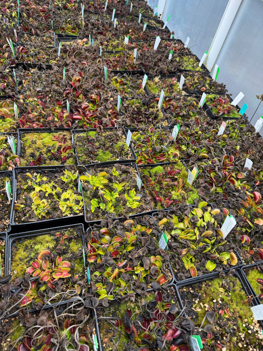 Why Is My Venus Flytrap Turning Black After Eating? (And How to Fix It Fast)