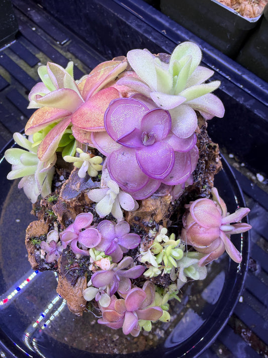 How to Grow Carnivorous Plants?