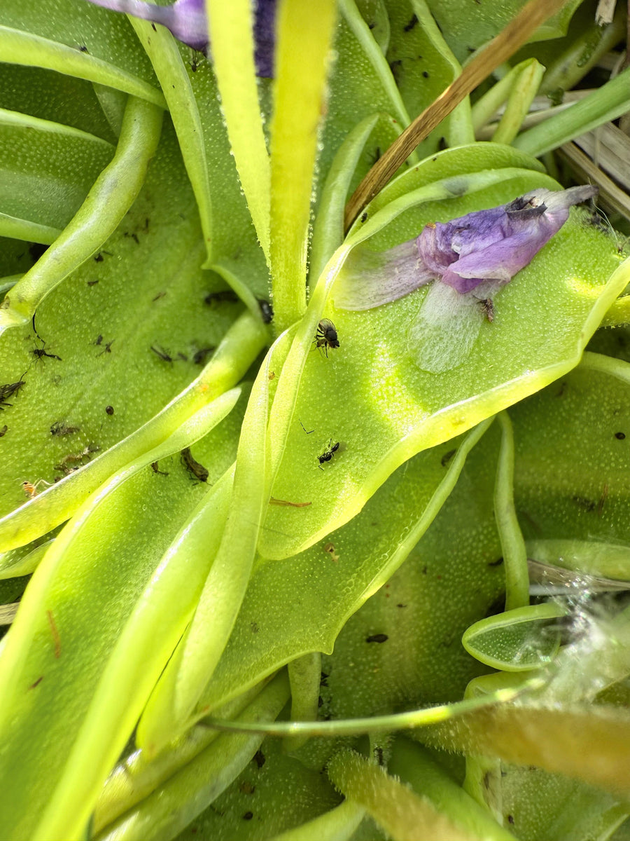 Wild Pinguicula vulgaris, the common butterwort, near Tromsø, Norway