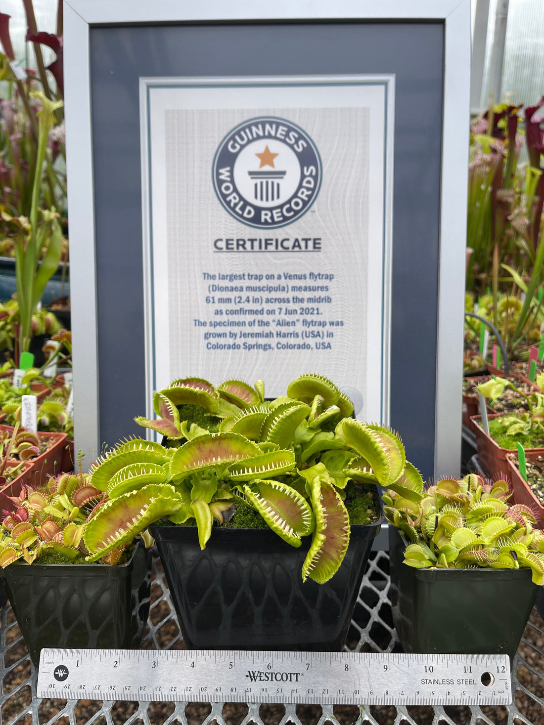 How to Grow Record Venus Flytraps?