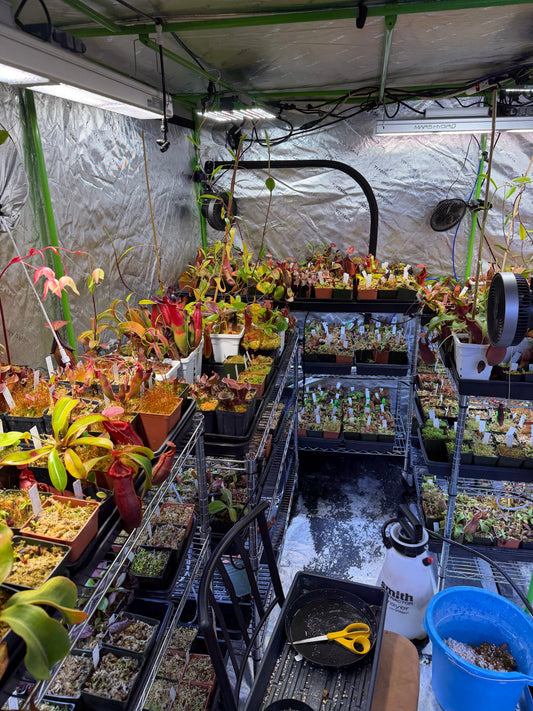 How to Set Up a Carnivorous Plant Grow Chamber?