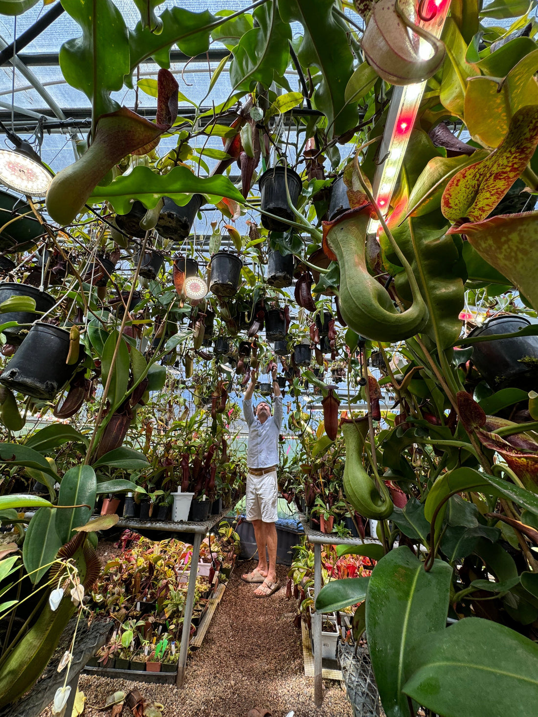 How Many Carnivorous Plants Exist?
