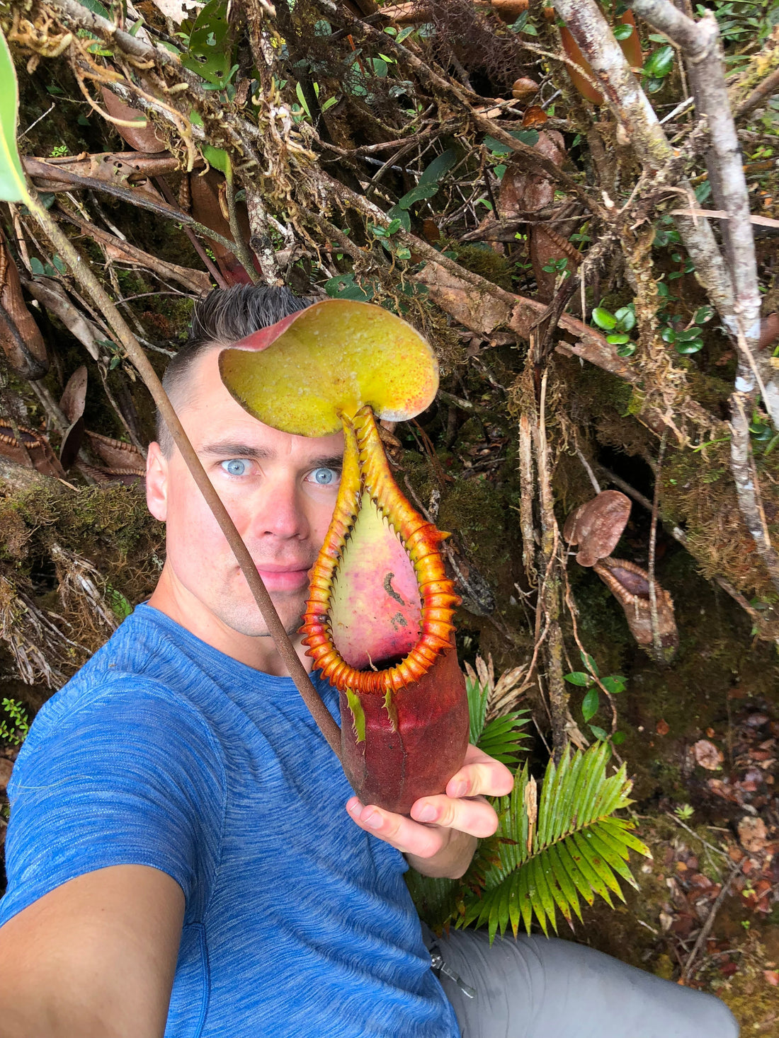 Where Carnivorous Plants Are From?