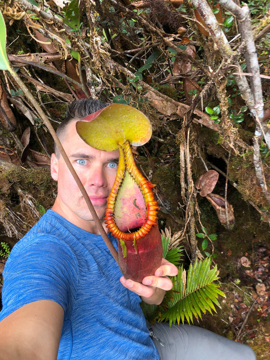 Where Carnivorous Plants Are From?