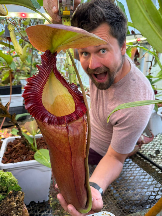 Fertilizing Carnivorous Plants: A Smarter, More Effective Approach