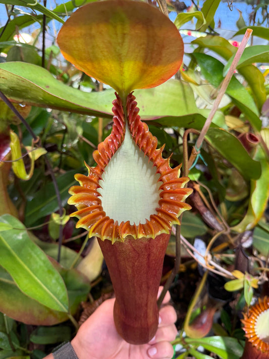 How Much Sunlight Do Carnivorous Plants Need?