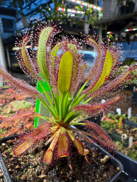 How to Propagate Carnivorous Plants Successfully