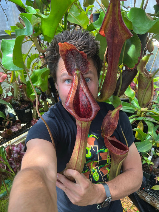 Best Soil and Potting Mix for Carnivorous Plants