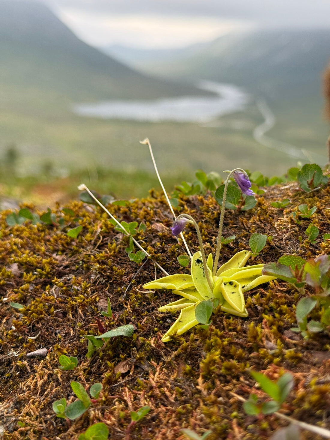 Why Carnivorous Plants Are Amazing?