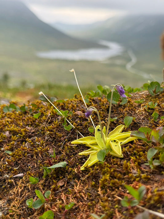 Why Carnivorous Plants Are Amazing?