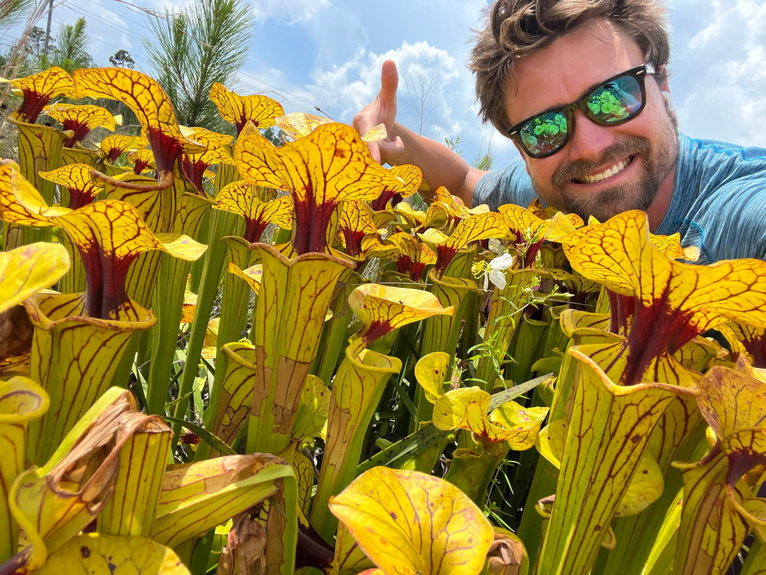 Where to See Carnivorous Plants in the Wild (USA)?
