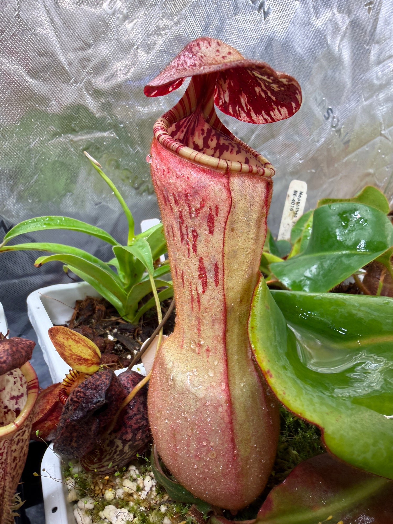 Specimen Plants - The Exact Plant in the Photo