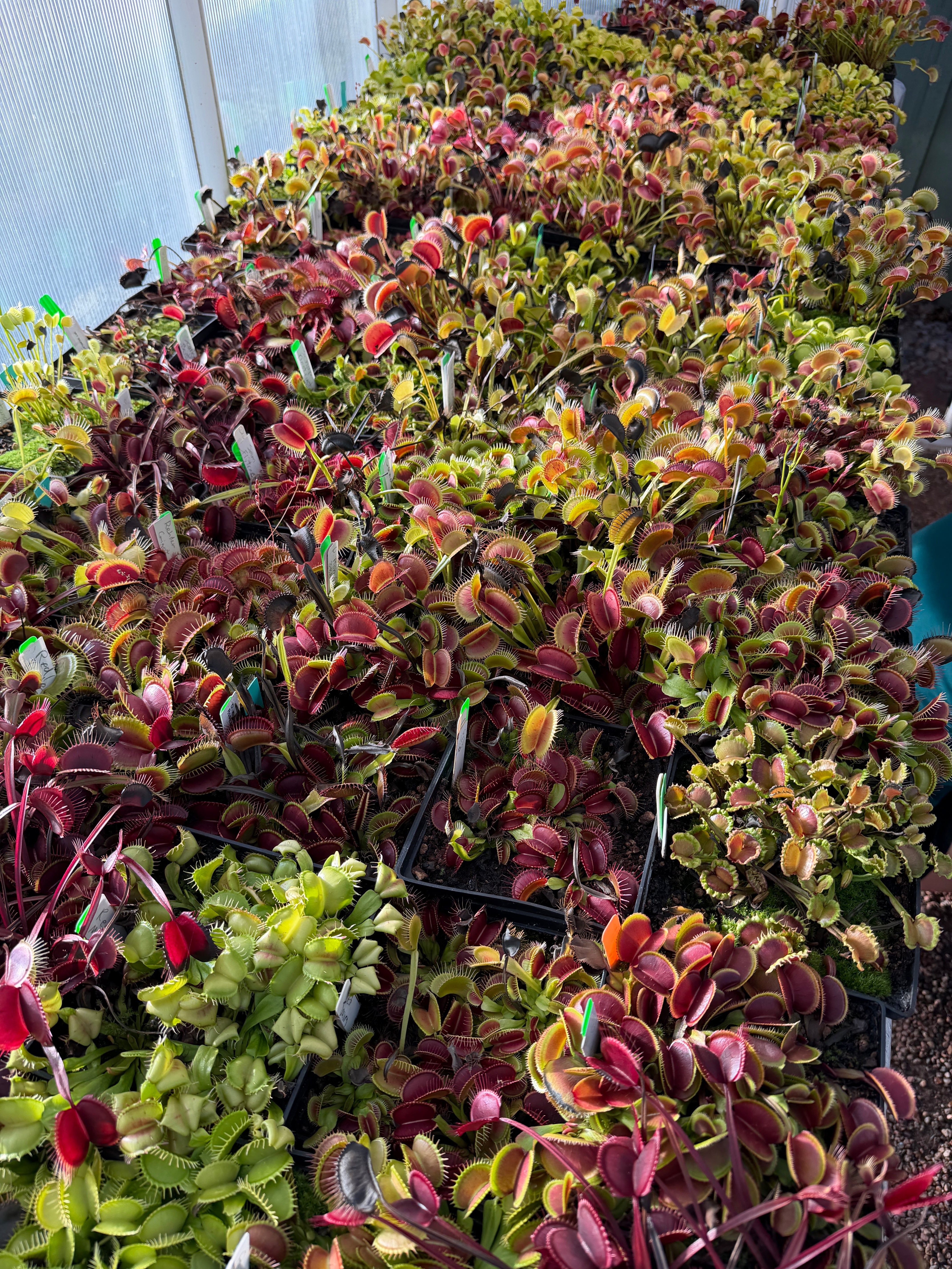 ユーフラジー様へ Rare Plants Jeremiah's – Sale for Plants Carnivorous その他