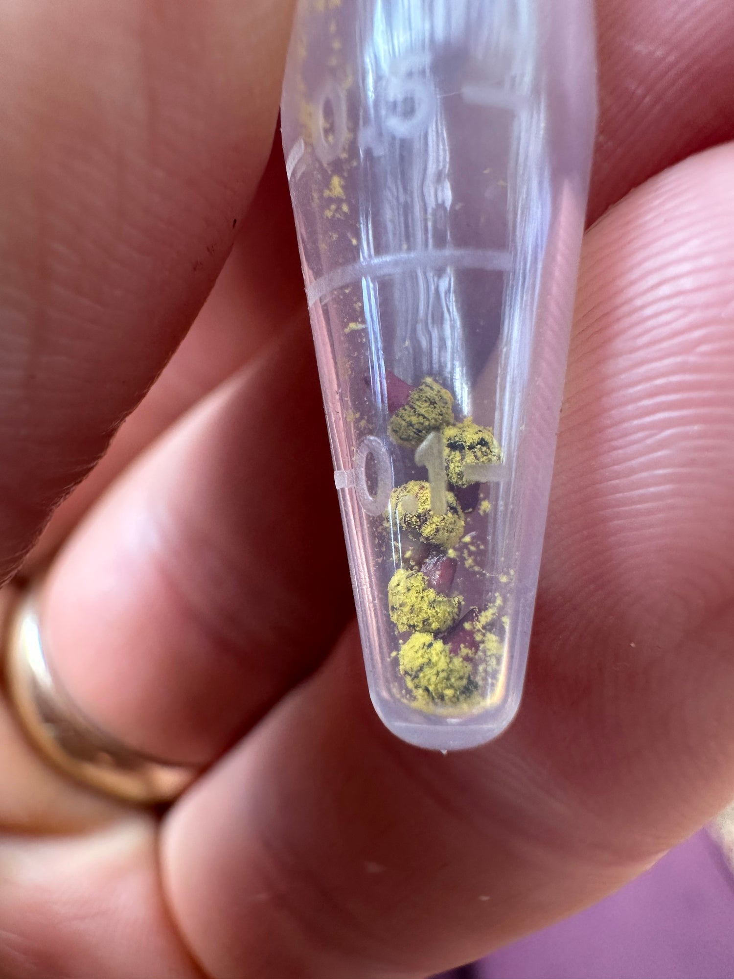 Fresh Nepenthes Pollen