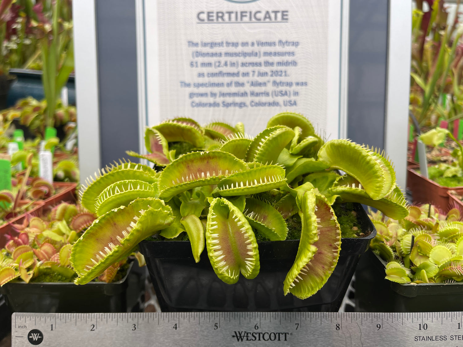 Giant Venus Fly Traps