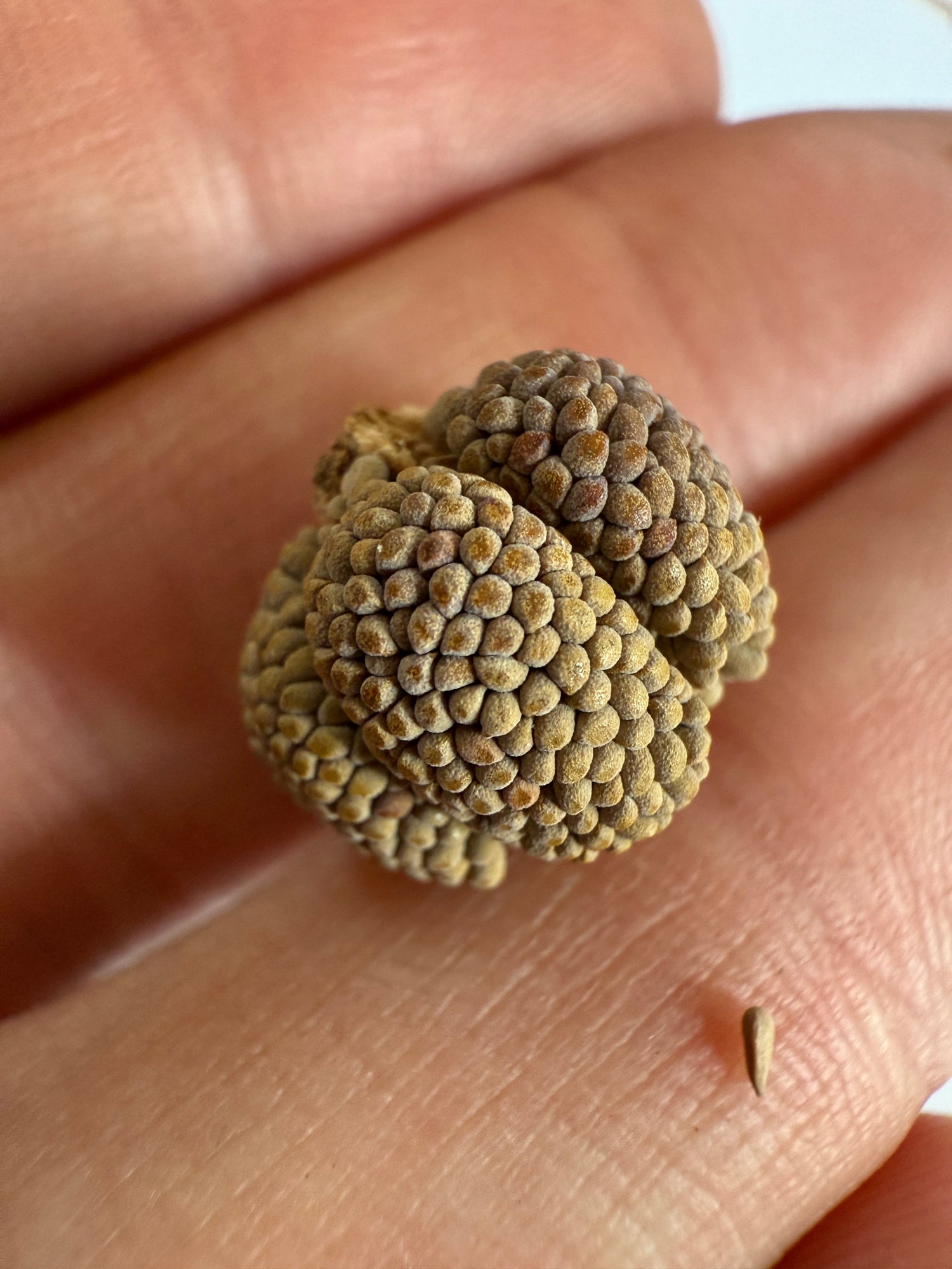 Seed - Sarracenia
