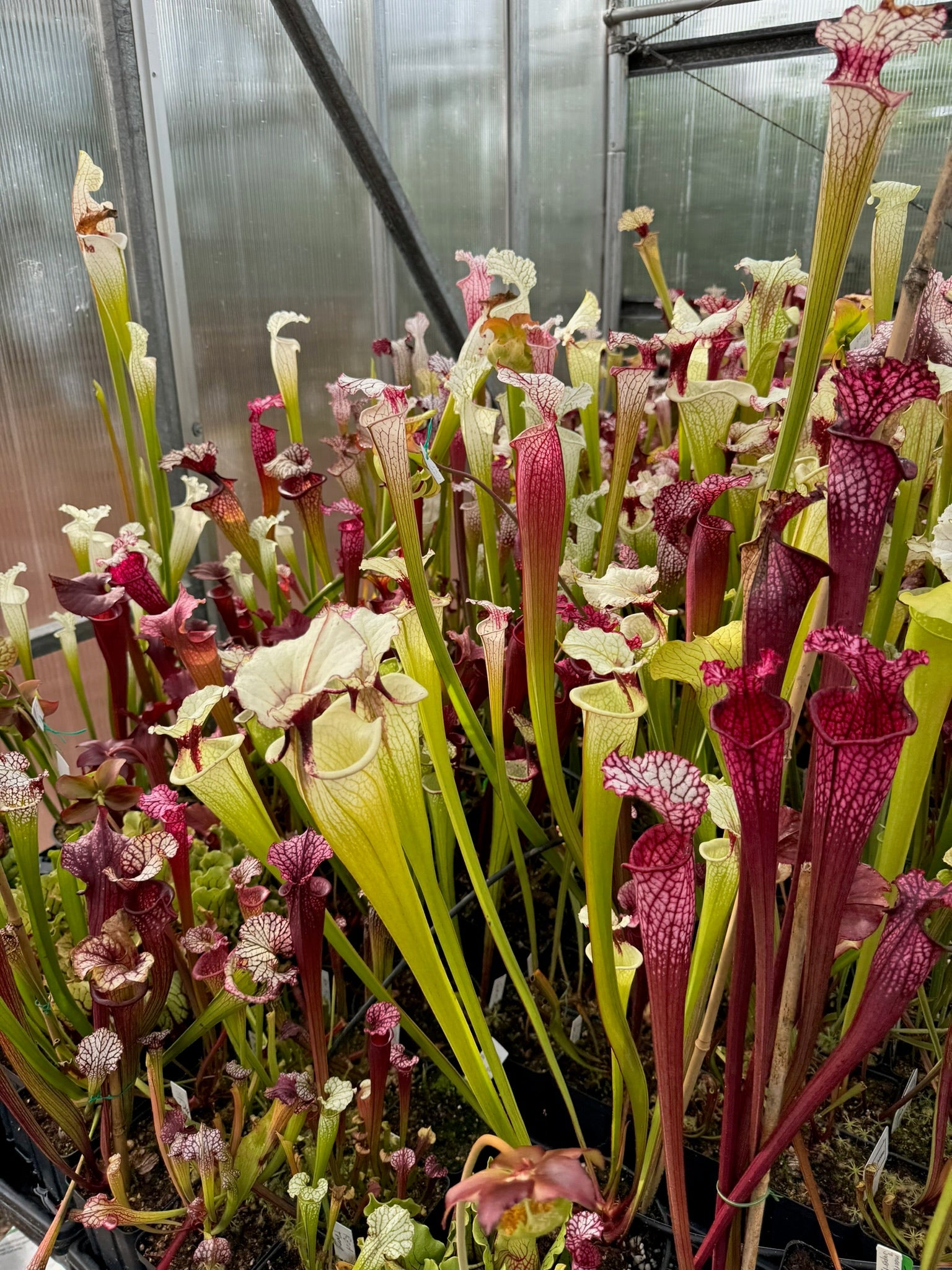 Carnivorous Plants For Sale Near Me