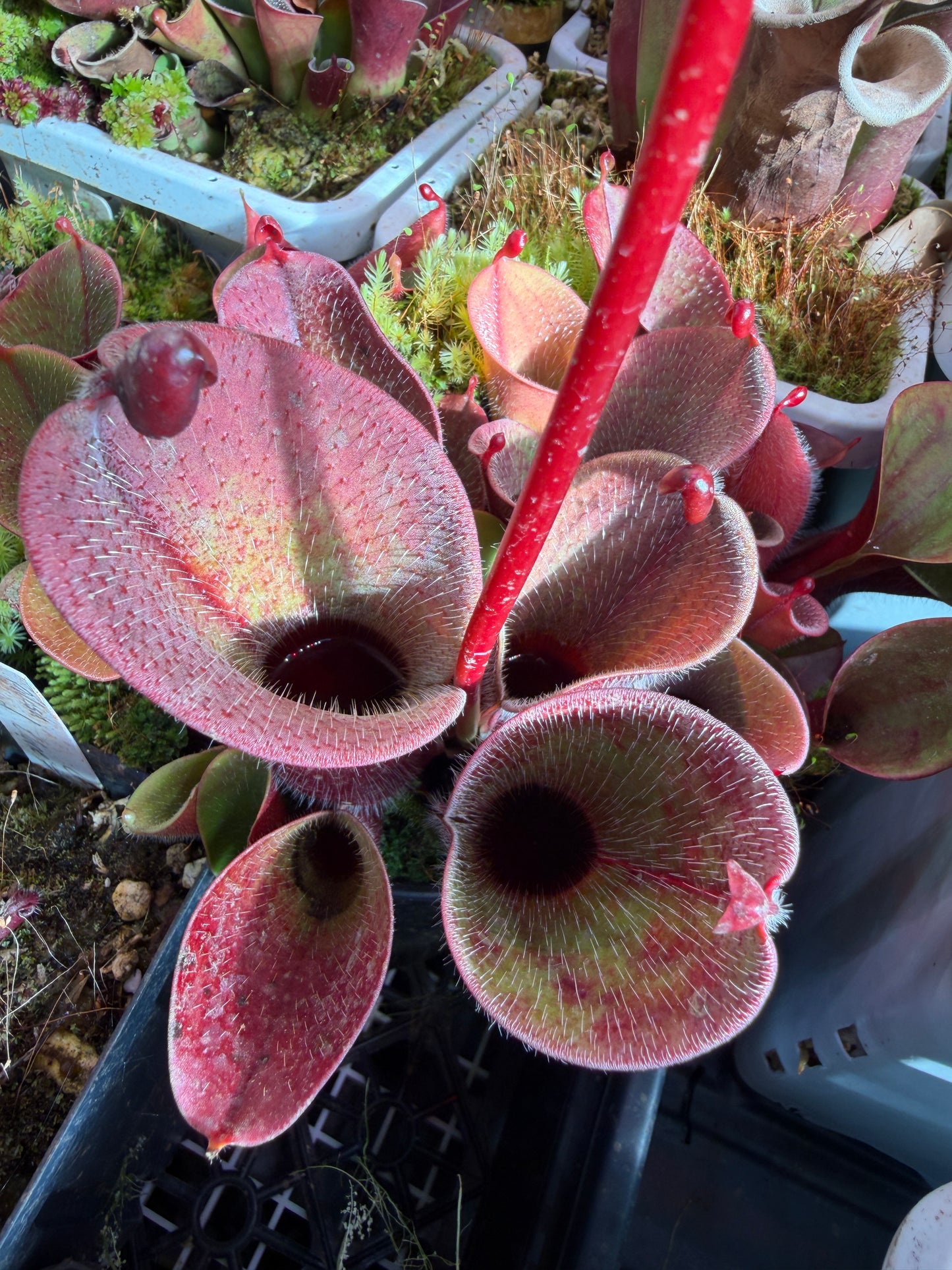 Heliamphora minor var. pilosa AW Clone #1