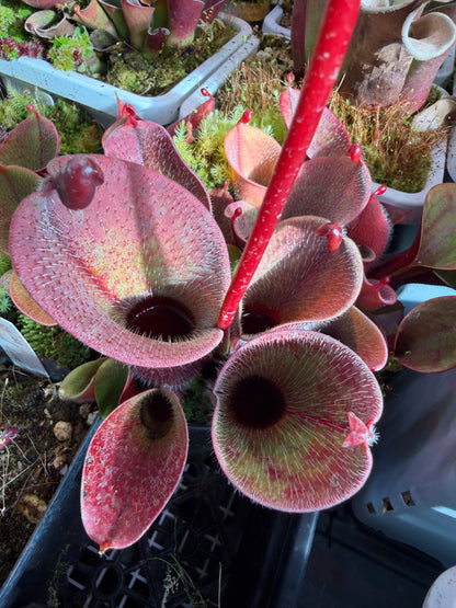 Heliamphora minor var. pilosa AW Clone #1