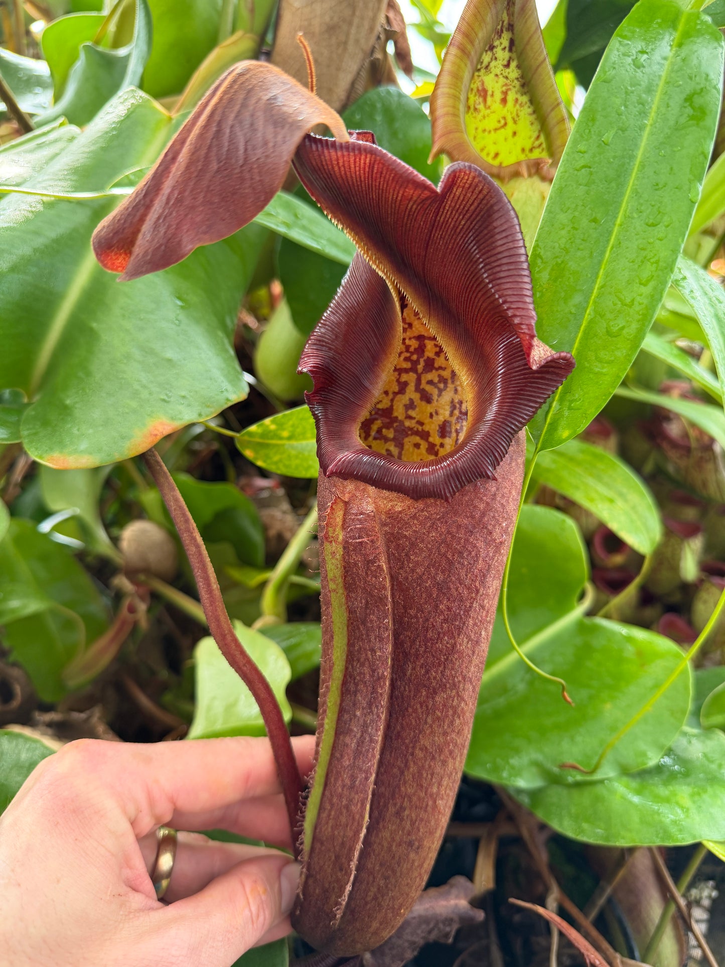 Nepenthes nebularum Pollen June 2026 (Shipped in Vial)