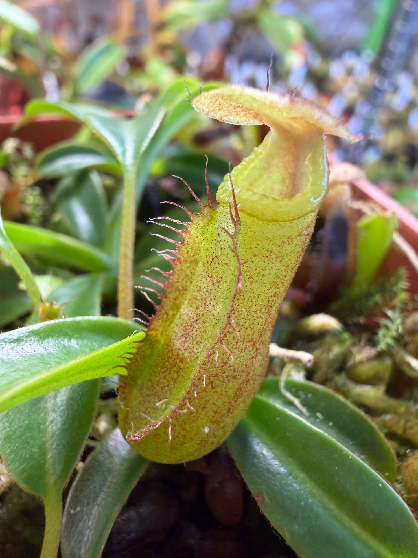 N133 Nepenthes edwardsiana x leonardoi (Shipped Bare-Root)
