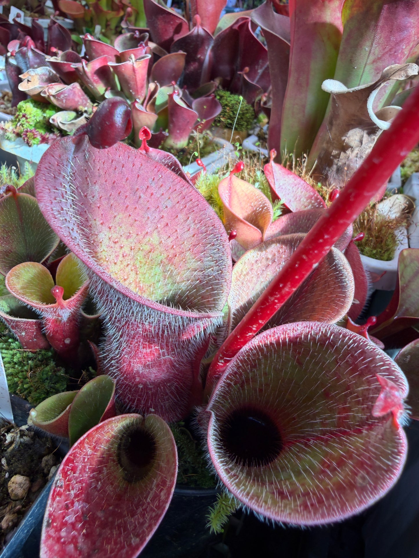 Heliamphora minor var. pilosa AW Clone #1