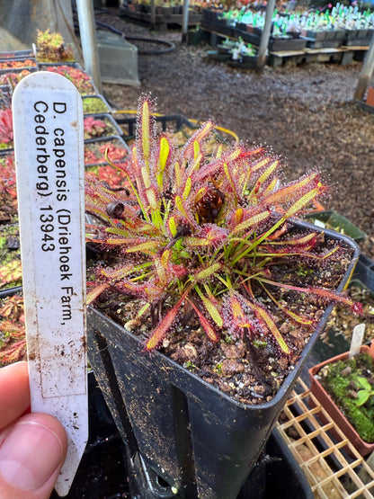 Drosera capensis (Driehoek Farm, Cederberg) 13943