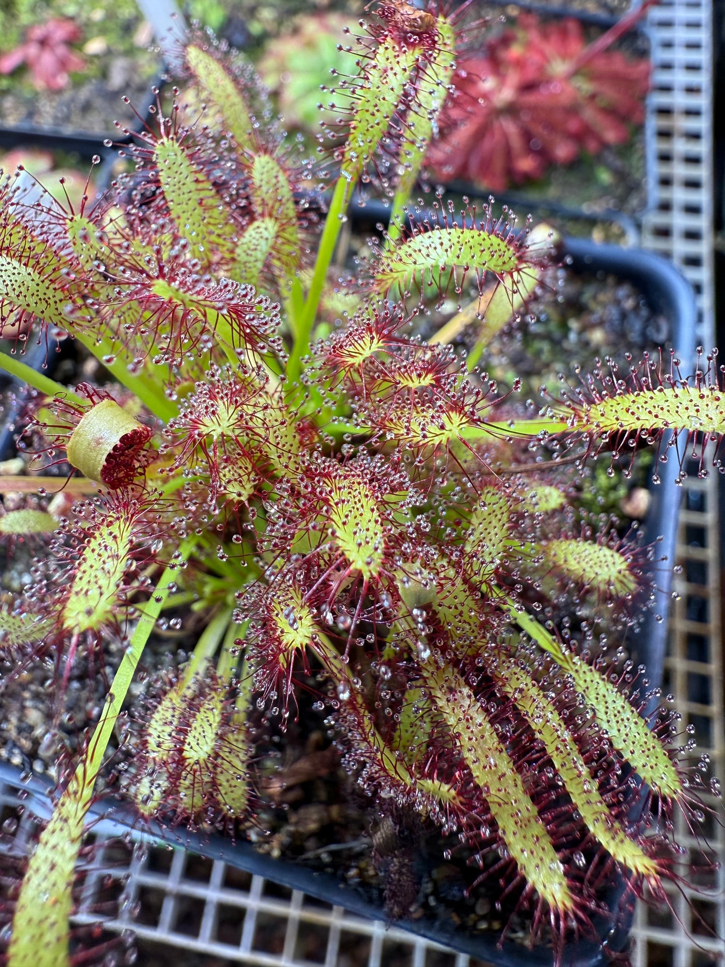 Drosera capensis Crestate ex Phito Carnivores
