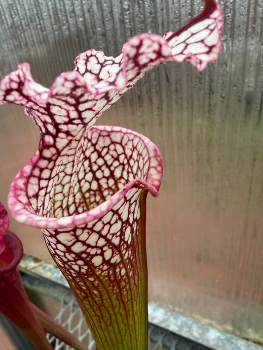 Sarracenia x Leah Wilkerson x leucophylla Purple Lips LH121 (seed grown)