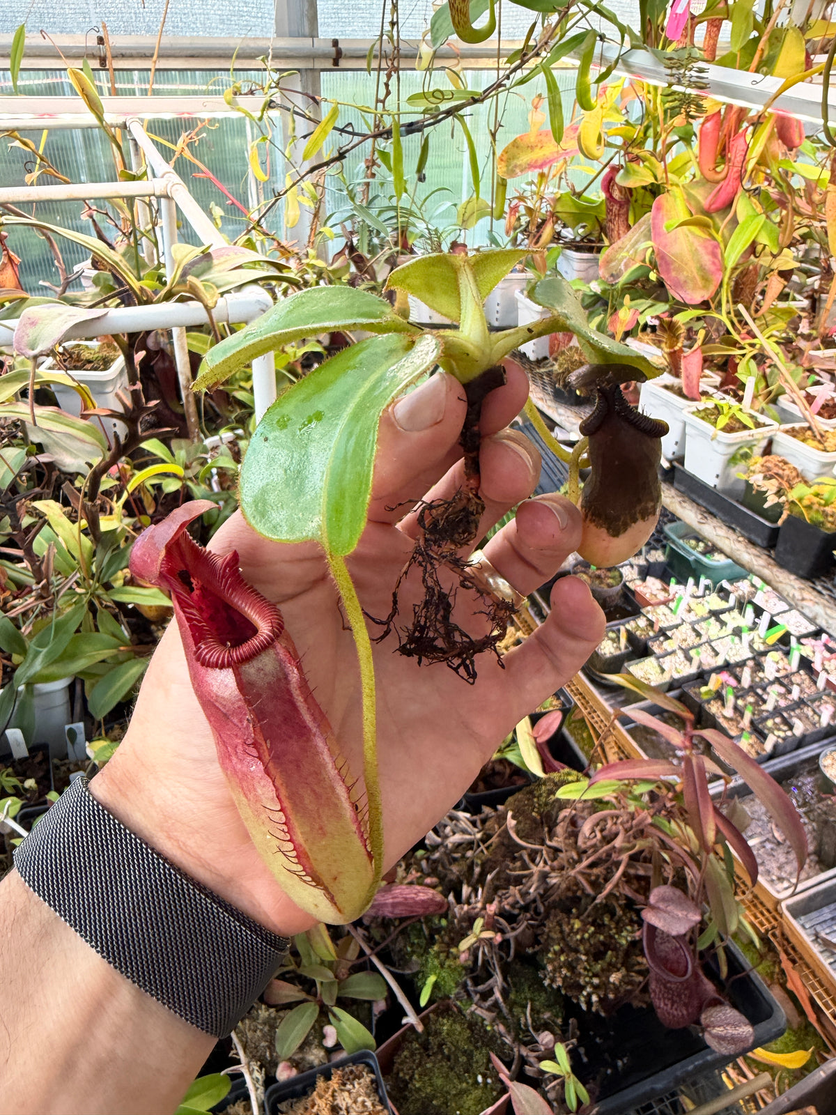 Nepenthes truncata x villosa #1 seed grown, third photo