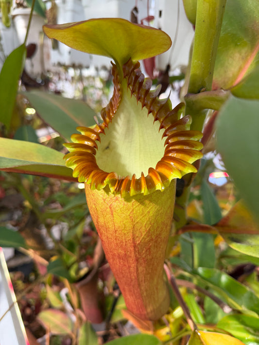 Coming Soon - Fresh Nepenthes edwardsiana Wide Peristome Pollen March 2026