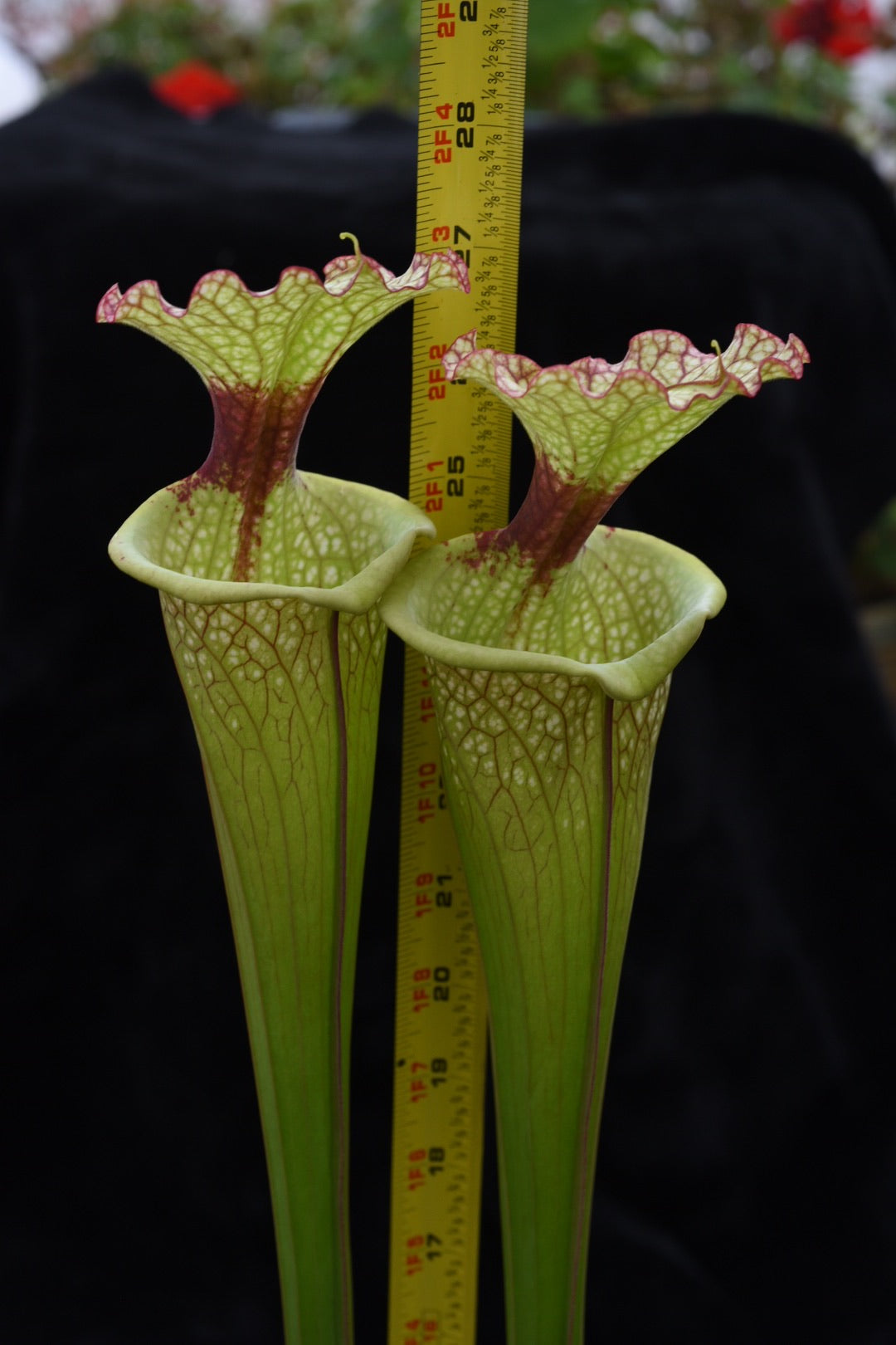 Sarracenia x Leah Wilkerson