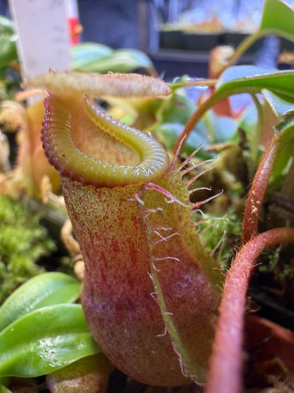 N130 Nepenthes ventricosa x villosa R #A Hawken C. (Shipped Bare-Root)